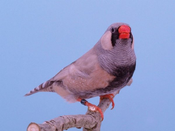 Kopie van Pastel blackface grijs P1242718